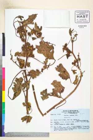 <a href="https://brmas.openmuseum.tw/muse/digi_object/e073ad20d6dedea96e190033a7488988" target="_blank">蒼耳屬／中央研究院生物多樣性研究博物館植物標本館 (HAST)</a>