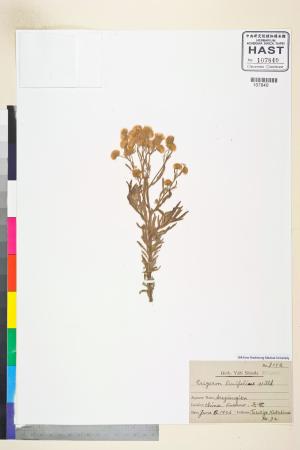 <a href="https://brmas.openmuseum.tw/muse/digi_object/e089fcce640b49a77d114f2239d46eb4" target="_blank">消息草／中央研究院生物多樣性研究博物館植物標本館 (HAST)</a>