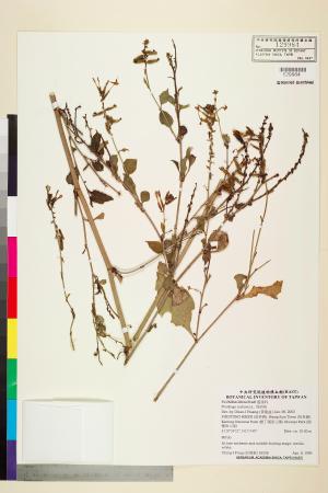<a href="https://brmas.openmuseum.tw/muse/digi_object/e09aad7ddfa7080404d1533f6c2fea51" target="_blank">烏面馬／中央研究院生物多樣性研究博物館植物標本館 (HAST)</a>