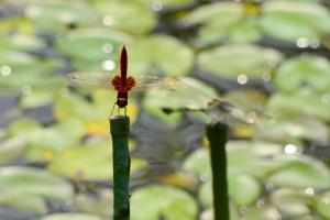 <a href="https://taieol.tw/muse/digi_object/23aac9991edd1ec5969e8f6cef77642a" target="_blank">褐基蜻蜓／By：aru／iNaturalist</a>