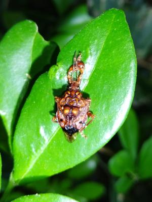 <a href="https://taieol.tw/muse/digi_object/589fc10d99c3574ff5a3f555dcb6856f" target="_blank">疣蝽／By：chengshou／iNaturalist</a>
