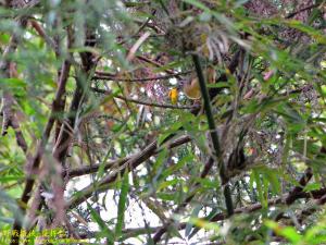 <a href="https://taieol.tw/muse/digi_object/d33d6885aa2ad743b376861c76103f0f" target="_blank">繡眼畫眉／By：kinmatsu／iNaturalist</a>
