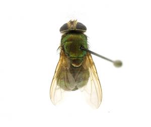 Isomyia viridaurea dorsal