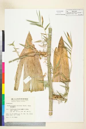 <a href="https://brmas.openmuseum.tw/muse/digi_object/e0bff1f8ea5791d3201e13863231acf7" target="_blank">印度實竹／中央研究院生物多樣性研究博物館植物標本館 (HAST)</a>