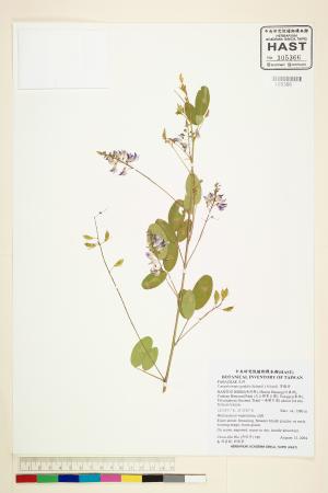 <a href="https://brmas.openmuseum.tw/muse/digi_object/e0c068bdf9953fce4b0744ce03952edb" target="_blank">彎龍骨／中央研究院生物多樣性研究博物館植物標本館 (HAST)</a>