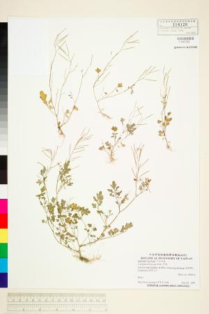 <a href="https://brmas.openmuseum.tw/muse/digi_object/e0cd55e55f4d00c73bf600f634b4b818" target="_blank">焊菜／中央研究院生物多樣性研究博物館植物標本館 (HAST)</a>