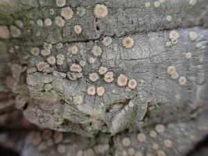 Ochrolechia trochophora(幹生肉疣衣)