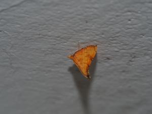 <a href="https://taieol.tw/muse/digi_object/61283305bf125b594cc860eda9b438d5" target="_blank">Mabra nigriscripta／By：max822／iNaturalist</a>