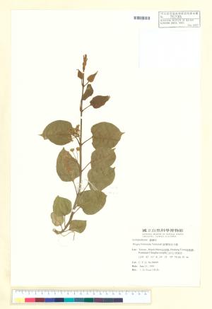 <a href="https://brmas.openmuseum.tw/muse/digi_object/e11c6340d59527a0359f976d18e15f44" target="_blank">台灣華他卡藤／中央研究院生物多樣性研究博物館植物標本館 (HAST)</a>