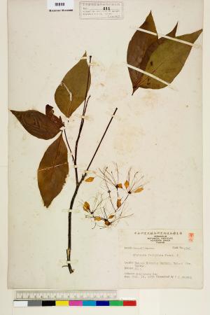 <a href="https://brmas.openmuseum.tw/muse/digi_object/e120edfbd500c2c82237297c4cb65292" target="_blank">魚木屬／中央研究院生物多樣性研究博物館植物標本館 (HAST)</a>