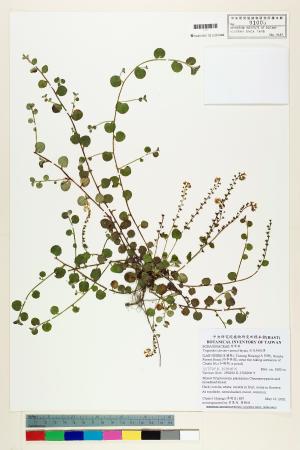 <a href="https://brmas.openmuseum.tw/muse/digi_object/e1231368d2c60ed03e0a5c59ee9dc234" target="_blank">台北附地草／中央研究院生物多樣性研究博物館植物標本館 (HAST)</a>