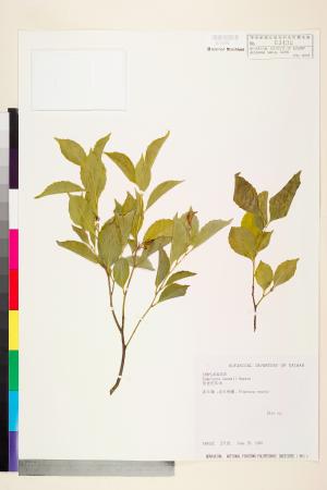 <a href="https://brmas.openmuseum.tw/muse/digi_object/e12406cf60c6701688cb499ac491ced7" target="_blank">佐佐木氏灰木／中央研究院生物多樣性研究博物館植物標本館 (HAST)</a>