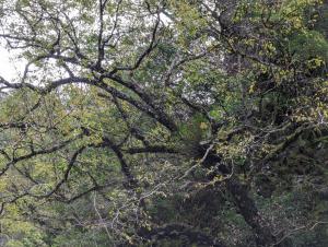 <a href="https://taieol.tw/muse/digi_object/7778578da3dee22e6df2921f134ddded" target="_blank">金草蘭／By：lecanorchis／iNaturalist</a>