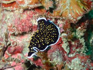 <a href="https://taieol.tw/muse/digi_object/d6029fad43b49eceb6e0afabbe53f0e0" target="_blank">Thysanozoon nigropapillosum／By：xingxing／iNaturalist</a>