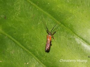 <a href="https://taieol.tw/muse/digi_object/09b60d51f999db64bed69f60a6f5e8a7" target="_blank">Tisis mesozosta／By：chinaberryhuang／iNaturalist</a>