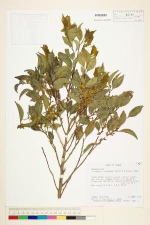 <a href="https://brmas.openmuseum.tw/muse/digi_object/e1566d97131bc64468d27885337a2fce" target="_blank">台灣假黃楊／中央研究院生物多樣性研究博物館植物標本館 (HAST)</a>