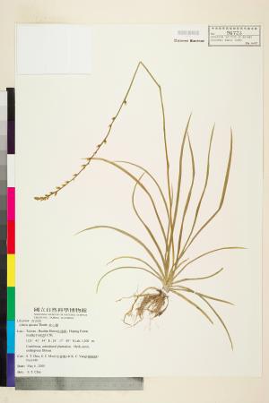 <a href="https://brmas.openmuseum.tw/muse/digi_object/e168d9a85eeaf60f1a79c8e85a62da48" target="_blank">束心蘭／中央研究院生物多樣性研究博物館植物標本館 (HAST)</a>