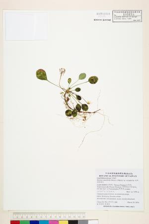 <a href="https://brmas.openmuseum.tw/muse/digi_object/e16bb9938644fdc5463ae11541738f60" target="_blank">倒卵葉裂緣花／中央研究院生物多樣性研究博物館植物標本館 (HAST)</a>