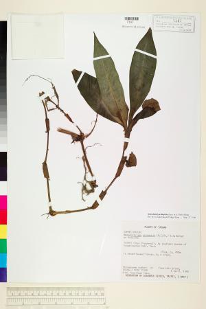 <a href="https://brmas.openmuseum.tw/muse/digi_object/e16fa1fd6d8d55a09b001046de88f4c8" target="_blank">穿鞘花、中國穿鞘花／中央研究院生物多樣性研究博物館植物標本館 (HAST)</a>