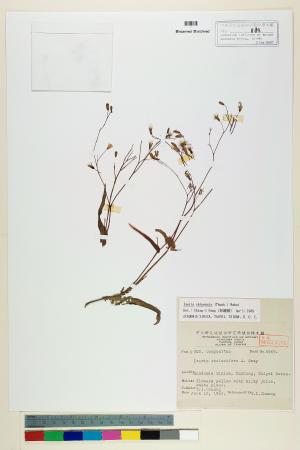 <a href="https://brmas.openmuseum.tw/muse/digi_object/e1742e355ff3c2297f1a6c7ab835557b" target="_blank">兔仔菜／中央研究院生物多樣性研究博物館植物標本館 (HAST)</a>