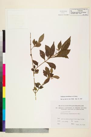<a href="https://brmas.openmuseum.tw/muse/digi_object/e19871d2526116fe303b0a27630a692f" target="_blank">疏花紫珠／中央研究院生物多樣性研究博物館植物標本館 (HAST)</a>