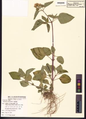 <a href="https://brmas.openmuseum.tw/muse/digi_object/e1b087405bc8f9c879964c54a06876bc" target="_blank">藿香薊／中央研究院生物多樣性研究博物館植物標本館 (HAST)</a>