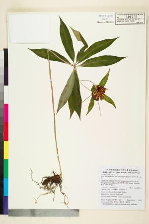 <a href="https://brmas.openmuseum.tw/muse/digi_object/e1b2ef52eecb271de053e68ff6d2afd6" target="_blank">狹葉七葉一枝花／中央研究院生物多樣性研究博物館植物標本館 (HAST)</a>