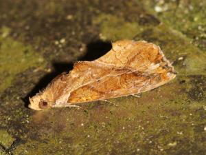 <a href="https://taieol.tw/muse/digi_object/dfdb4f5cb033560ba96076fb556af2a8" target="_blank">Plusiodonta coelonota／By：shaurong／iNaturalist</a>
