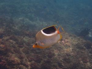 <a href="https://taieol.tw/muse/digi_object/e8c8aaf7fdee1d174cc8466603e6ee29" target="_blank">鞍斑蝴蝶魚／By：pchi45／iNaturalist</a>