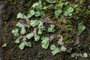 <a href="https://taieol.tw/muse/digi_object/566d6044b5339e7f969f1fa5e4a937b0" target="_blank">Marchantia paleacea／By：ntm-bio／iNaturalist</a>