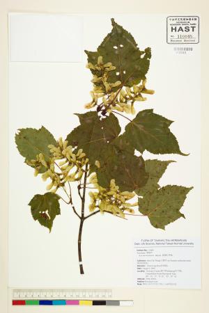 <a href="https://brmas.openmuseum.tw/muse/digi_object/e1d745bf64c89d4ea9002bcfb7fee964" target="_blank">台灣紅榨槭／中央研究院生物多樣性研究博物館植物標本館 (HAST)</a>