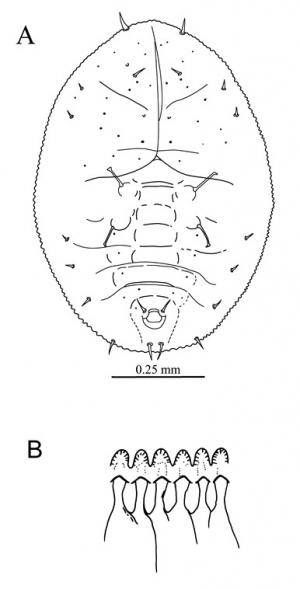 Aleurothrixus smilaceti  Takahashi, 1934  菝契鬚粉蝨