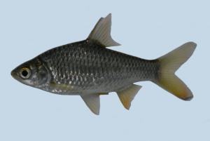 Barbonymus gonionotus