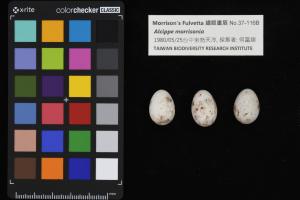 <a href="https://taieol.tw/muse/digi_object/8e64bad2c45b7517629077ad23764aad" target="_blank">繡眼畫眉／農業部生物多樣性研究所</a>