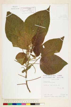 <a href="https://brmas.openmuseum.tw/muse/digi_object/e1e483449ec42adbad3a5fbe2fb7f597" target="_blank">台灣鐵莧／中央研究院生物多樣性研究博物館植物標本館 (HAST)</a>