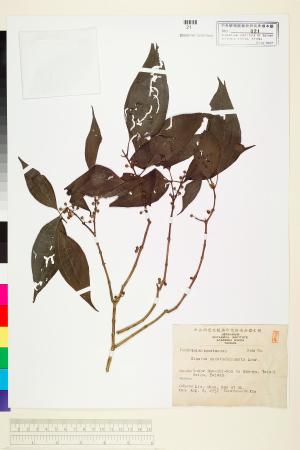 <a href="https://brmas.openmuseum.tw/muse/digi_object/e1ef5718821888cd1113dd42a1e6f5e6" target="_blank">柏拉木／中央研究院生物多樣性研究博物館植物標本館 (HAST)</a>