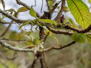 <a href="https://taieol.tw/muse/digi_object/3af1c2fa6743eaf11efbad0d68ab0a13" target="_blank">小白蛾蘭／By：lecanorchis／iNaturalist</a>