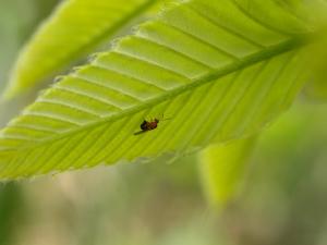 庫伯氏光背癭蜂(有性世代)