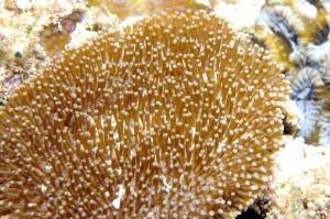 皺褶肉質軟珊瑚