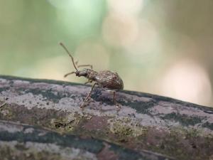<a href="https://taieol.tw/muse/digi_object/c15e7d21257ebad6b5071871bb864cb2" target="_blank">Eusomidius rostralis／By：spycat77／iNaturalist</a>