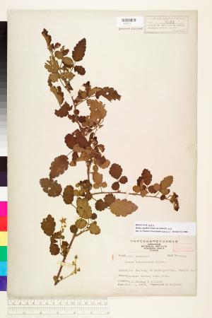<a href="https://brmas.openmuseum.tw/muse/digi_object/e255ced0e5aa55fefd53350526454d4b" target="_blank">刺莓／中央研究院生物多樣性研究博物館植物標本館 (HAST)</a>