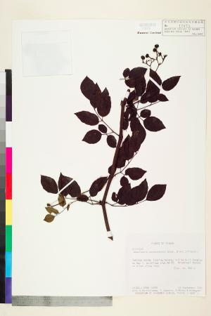 <a href="https://brmas.openmuseum.tw/muse/digi_object/e25b4ed67fdf1f130647cd994d97de41" target="_blank">廣東山葡萄／中央研究院生物多樣性研究博物館植物標本館 (HAST)</a>