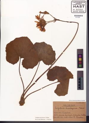 <a href="https://brmas.openmuseum.tw/muse/digi_object/e26557e60c71a10d379a0e94f89598f9" target="_blank">山菊／中央研究院生物多樣性研究博物館植物標本館 (HAST)</a>