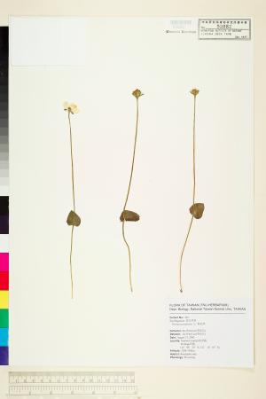 <a href="https://brmas.openmuseum.tw/muse/digi_object/e27382f4d613a2ce749d252dc820a25b" target="_blank">梅花草／中央研究院生物多樣性研究博物館植物標本館 (HAST)</a>