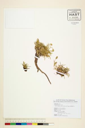 <a href="https://brmas.openmuseum.tw/muse/digi_object/e281ac39a53ce9d770a046baa77cc79a" target="_blank">蓬萊蠅子草／中央研究院生物多樣性研究博物館植物標本館 (HAST)</a>