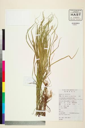 <a href="https://brmas.openmuseum.tw/muse/digi_object/e2862b3c45632c2c795130f7912fd17a" target="_blank">舌葉薹(貝舌薹)／中央研究院生物多樣性研究博物館植物標本館 (HAST)</a>