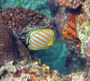 Chaetodon ornatissimus 華麗蝴蝶魚