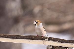 <a href="https://taieol.tw/muse/digi_object/246c218e738f4f9d4428d9823614f952" target="_blank">臘嘴雀／By：李豐曉／臺灣物種名錄(TaiCOL)</a>