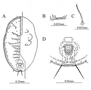 Pealius azaleae  (Baker & Moles, 1920)