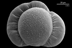 <a href="https://ntm-naturearchive.openmuseum.tw/muse/digi_object/9f1ee58da90db721c2739cb921c9cb00" target="_blank">臺灣油杉／國立臺灣博物館</a>